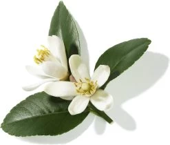 Lancôme Poême 30 Ml - Eau De Parfum - Damesparfum -Cosmetic Verkoop 1200x1019